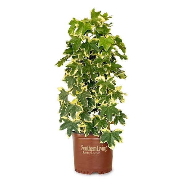 3 Gal. Angyo Star Fatshedera, Live Evergreen Plant, Green Foliage With White Edges