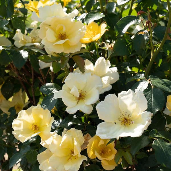 KNOCK OUT 1 Gal. White Knock Out Rose Bush with White Flowers 13170 - The  Home Depot