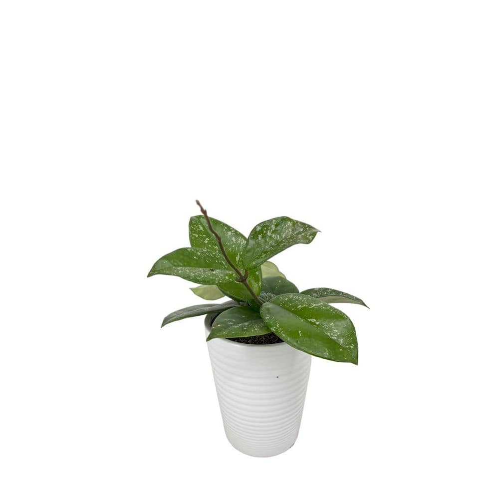 leafjoy-house-plants-