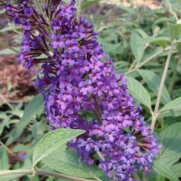 2 Gal. Psychedelic Sky Butterfly Bush Flowering Shrub with Fragrant Blue Flowers