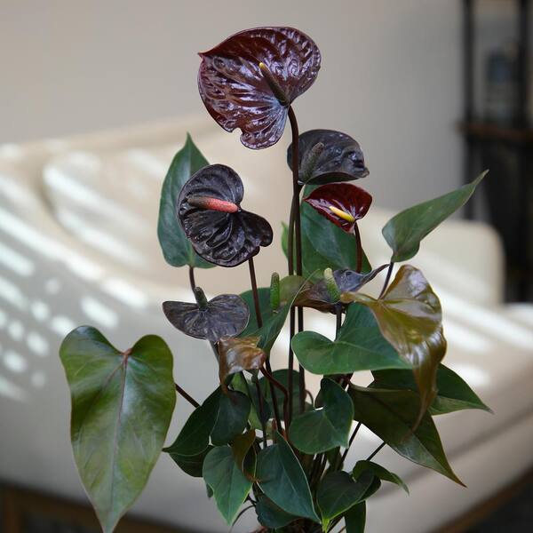ALTMAN PLANTS Chocolate Flamingo Flower Anthurium (Approx 20 in