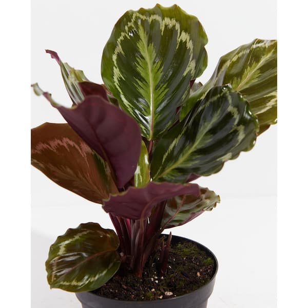 Medium Calathea 'Medallion' (Calathea roseopicta 'Medallion') – Rooted