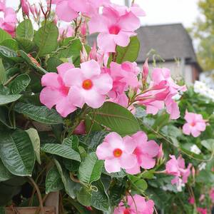 10 in. Mandevilla Trellis Plant with Pink Trumpet Shaped Blooms and Rich Green Foliage