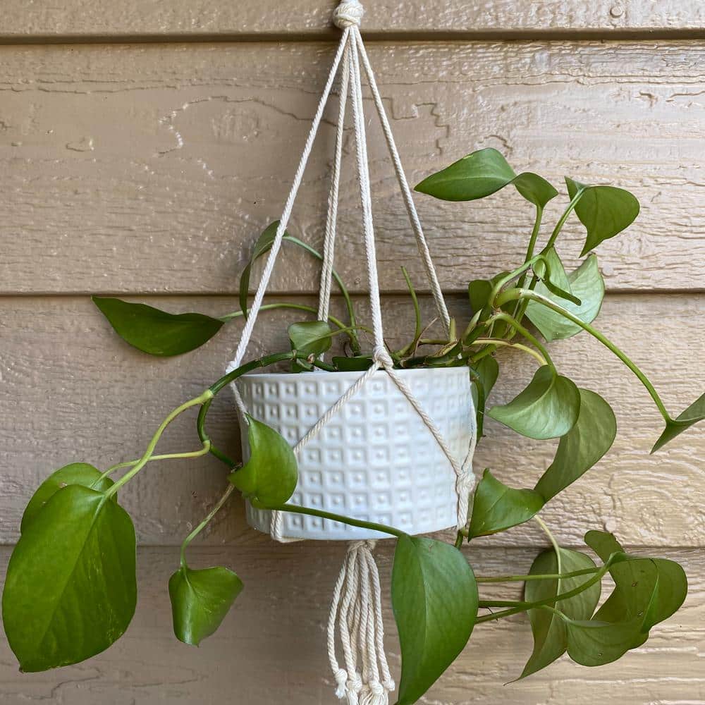 Matte White Ceramic 5.5'' Indoor Hanging Planter with Macrame