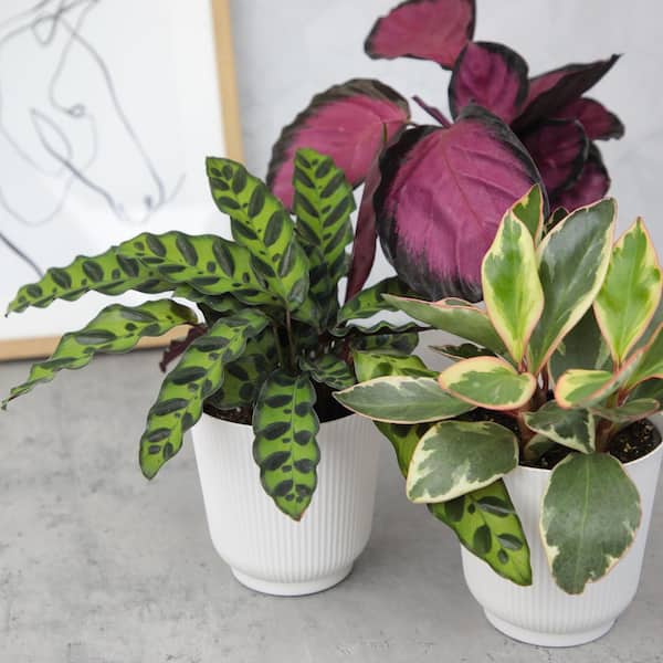 Pet Friendly House Plant 3Pack in 4.25 in. Decorative White Pots Grower's Choice Mix Peperomia Calathea Easy Plant Gifts
