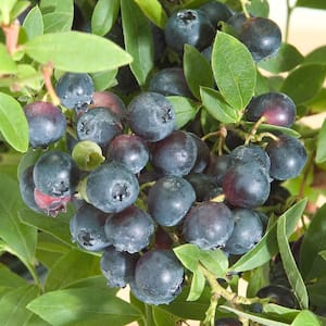 2.50 Qt. Northsky Blueberry (Vaccinium) Live Fruiting Plant with White Flowers with Green Foliage (1-Pack)