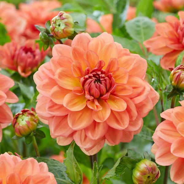 Garden State Bulb #1, Go-Go Peach Dahlia Flower Bulbs Bare Roots (Bag of 4)