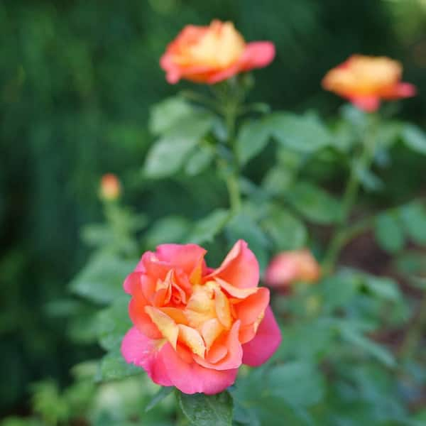 PROVEN WINNERS 1 Gal., Rise Up Lilac Days Rose (Rosa), Live Plant