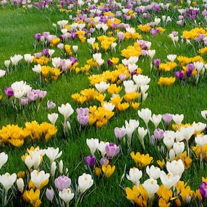 Crocus Bulbs Large Flowering Blend (Set of 75)