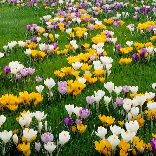 VAN ZYVERDEN Crocus Bulbs Large Flowering Blend (Set of 75)