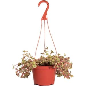 Calico Kitten Hanging Succulent, Crassula Pellucida Variegata, Fully Rooted Live 6 in. Succulent Plant with Hanger