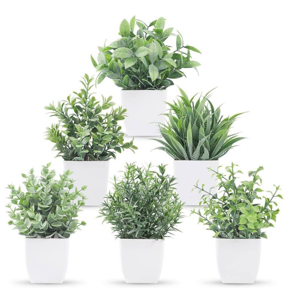 Home Depot Small Plantsnull