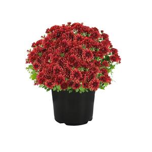 1 qt. Red Mum Chrysanthemum (4-Pack)