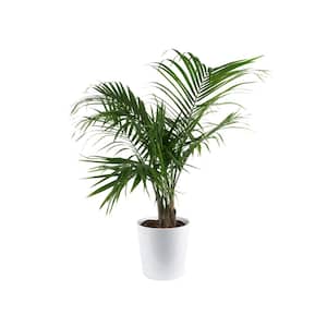 Majesty Palm Indoor Plant in 10 in. Paradise Planter, Avg. Shipping Height 2-3 ft. Tall