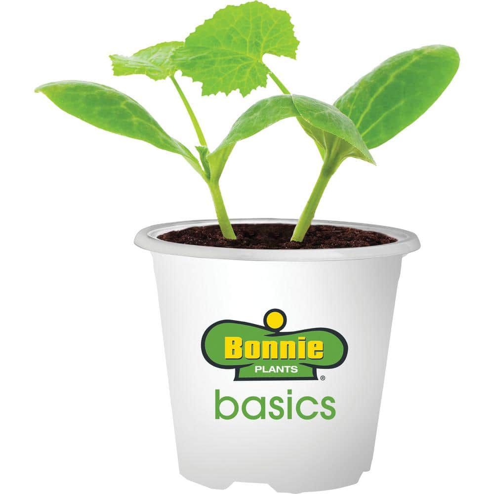 Bonnie Plants 12 oz. Basics Zucchini Plant 119530 - The Home Depot