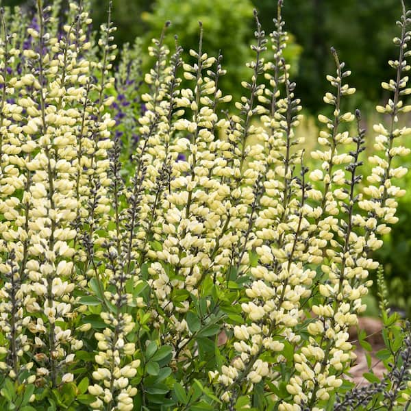 0.65 Gal. Decadence 'Vanilla Cream II' False Indigo (Baptisia hybrid) Live Perennial Plant with White Flowers