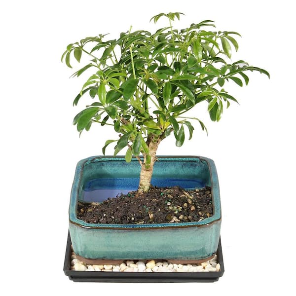 brussel s DT0117ALW Hawaiian Umbrella Tree in Water Pot Bonsai