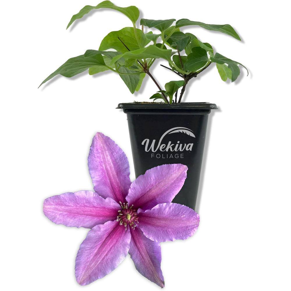 Clematis Tumaini -Live Starter Plant in a 2 Inch Growers Pot-Starter Plants Ready for The Garden-For Collectors price history on PriceWatchPro
