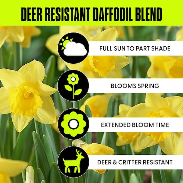 Award Winning Perennial Deer Resistant Daffodil Blend (Set of 30)