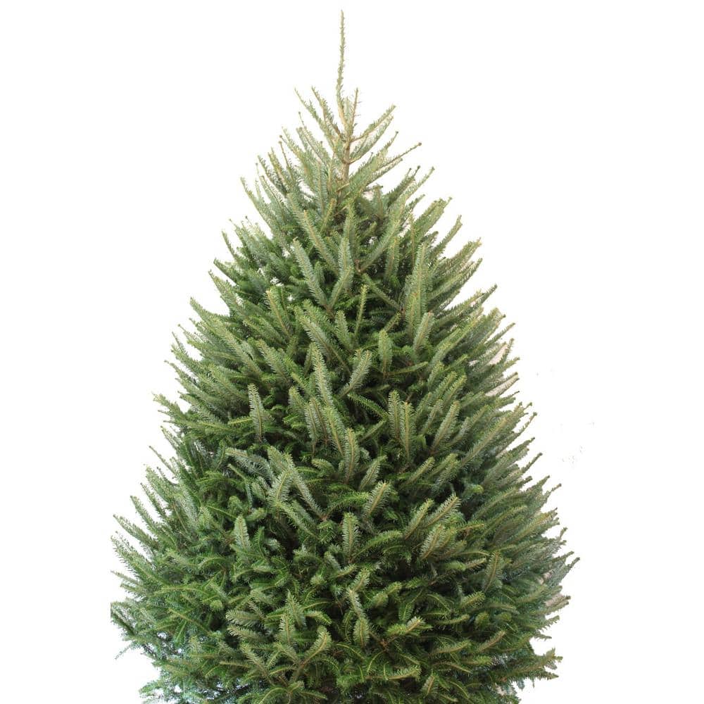 7 ft. to 7.5 ft. Freshly Cut Fraser Fir Live Christmas Tree