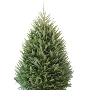 7-7.5 ft. Freshly Cut Fraser Fir Live Christmas Tree