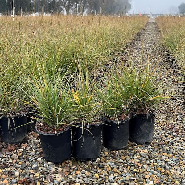 Alder & Oak #1 Container California Deer Grass (4-Pack)