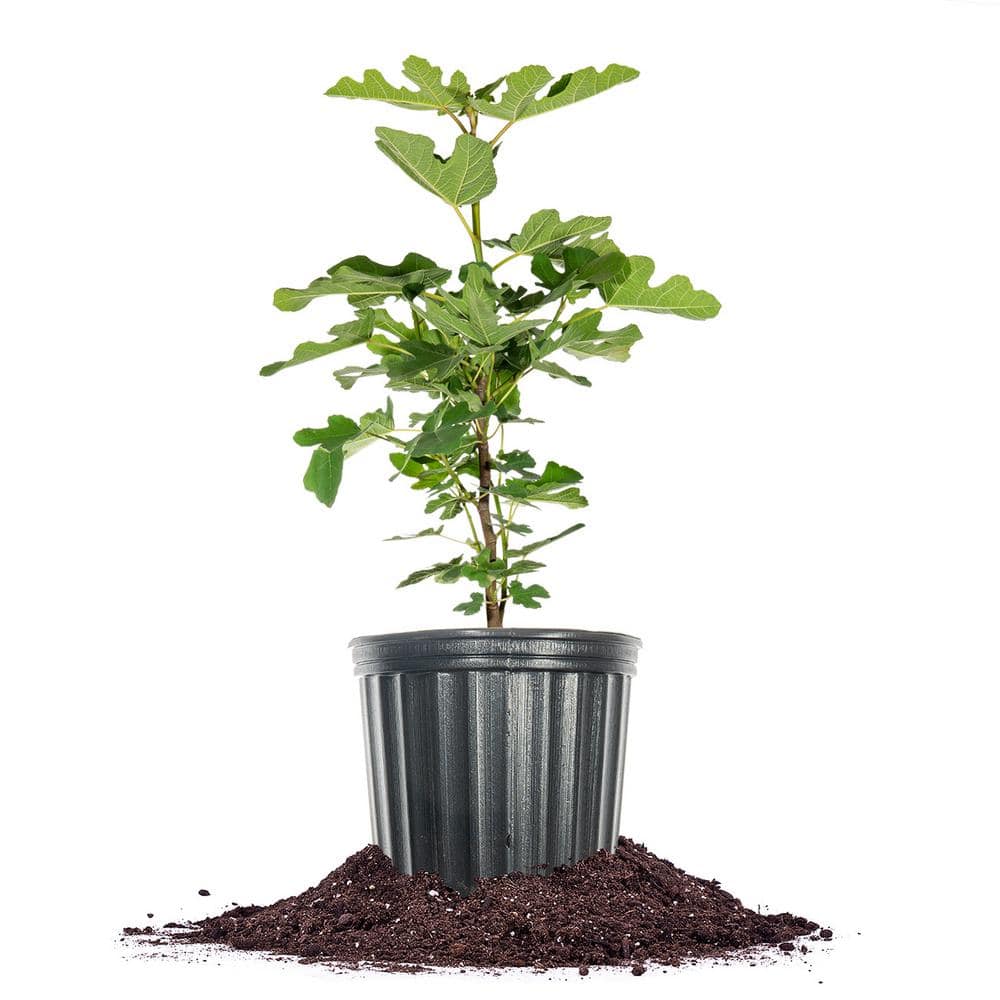 Chicago Hardy Fig Fruit Shrub in 1 Gal. Growers Pot