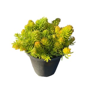 Live Gold Sedum Planters in Separate in Pots Pet-Safe (1-Pack)