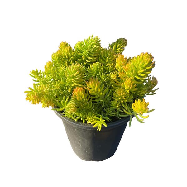 Live Gold Sedum Planters in Separate in Pots Pet-Safe (1-Pack)