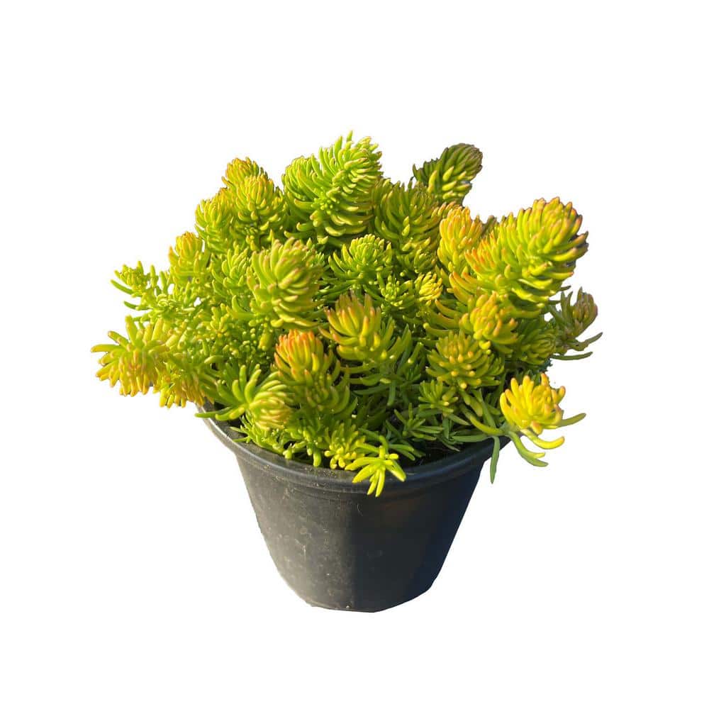 Live Gold Sedum Planter s in Separate in Pots Pet-Safe (5-Pack) price history on PriceWatchPro