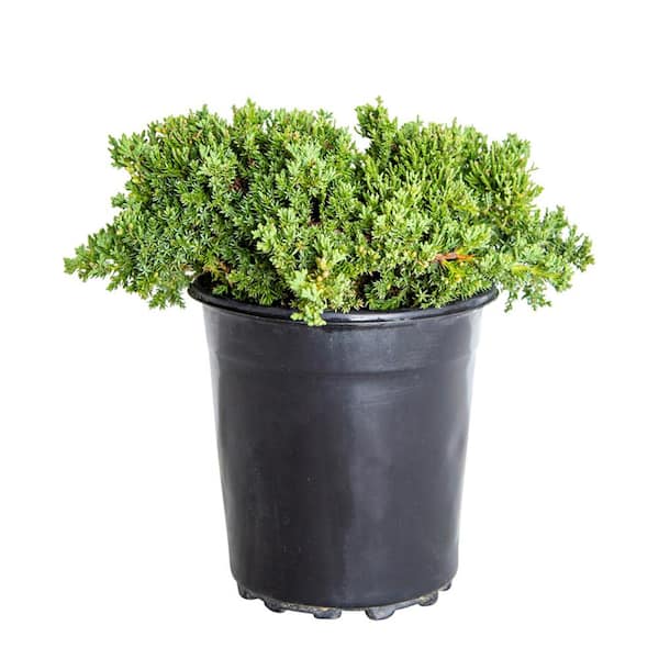 2.5 Qt. Blue Pacific Juniper Evergreen Groundcover Shrub