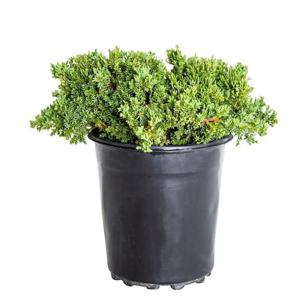 FLOWERWOOD 2.5 Qt. Blue Pacific Juniper Evergreen Groundcover Shrub