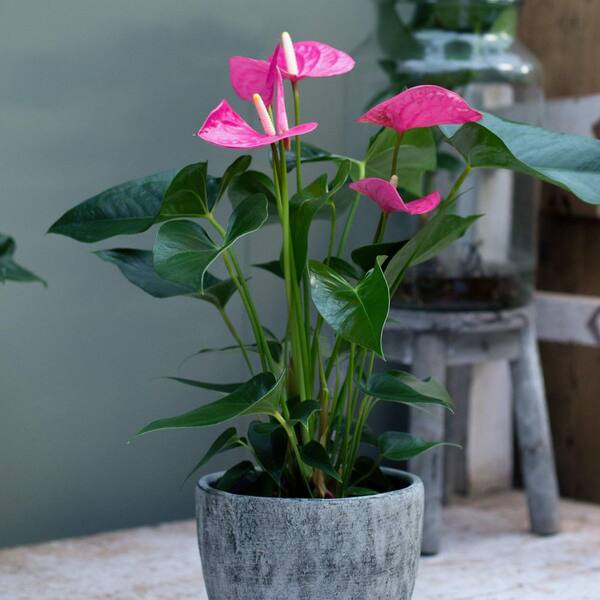 national PLANT NETWORK 6 in. Anthurium Baby Purple Plant in Grower