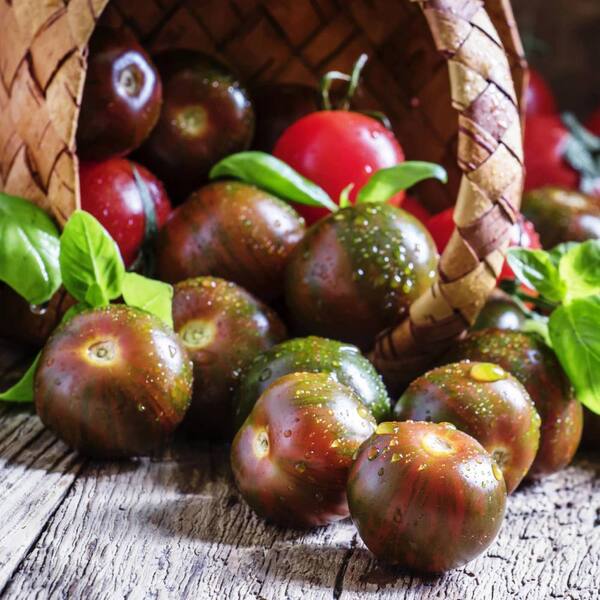 BONNIE PLANTS HARVEST SELECT 25 oz. Chocolate Sprinkles Tomato Plant (2Pack) 2PHD006