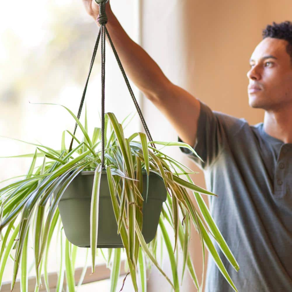 Living Green 12.5" Round Plastic Hanging Basket Planter