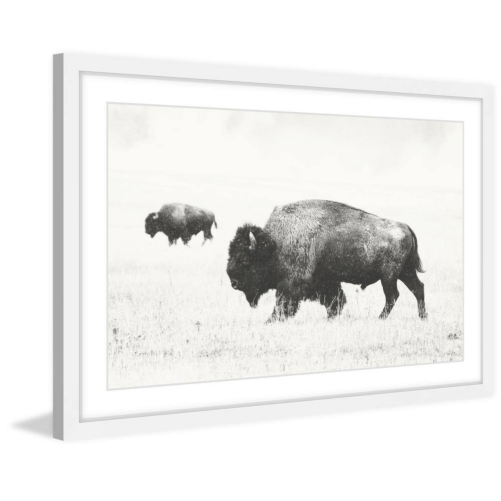 Buffalo Pair Black and White Framed Canvas Print, 16" x 24"