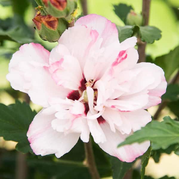 Spring Hill Nurseries Peppermint Smoothie Althea (Hibiscus) Live Potted Plant with Red and Pink Flowers and 3 in. Pot