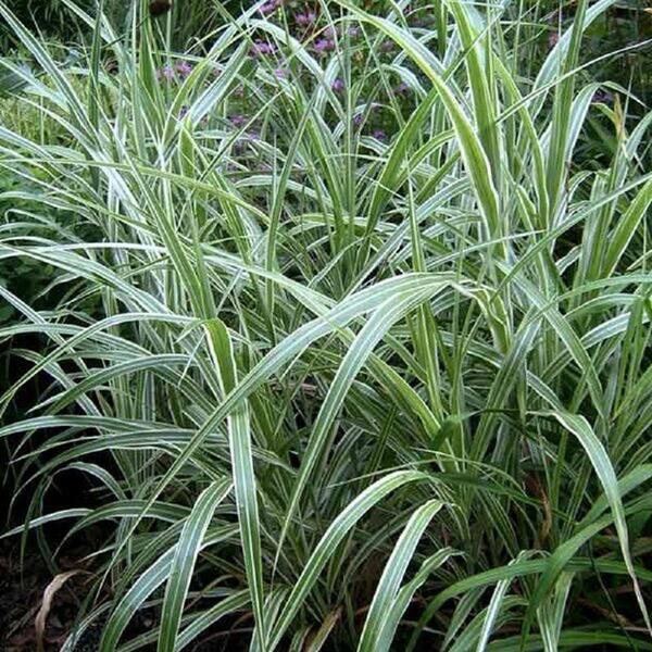 Vigoro 9.25 in. Pot - Cosmopolitan Maiden (Miscanthus) Grass, Live Plant