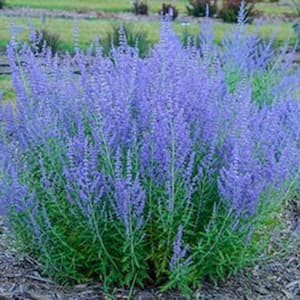 2.5 qt. Purple Perovskia Sage Live Flowering Perennial Plant