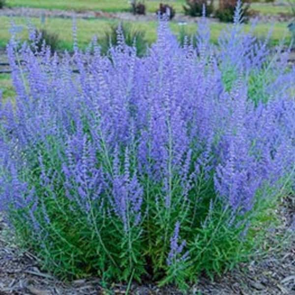 BELL NURSERY 2.5 qt. Purple Perovskia Sage Live Flowering Perennial Plant