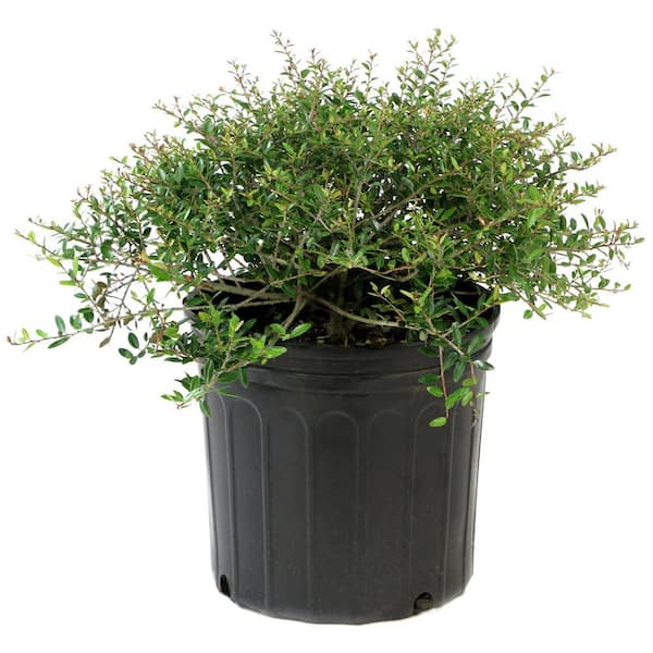 2.5 qt. Holly Dwarf Yaupon Shrub