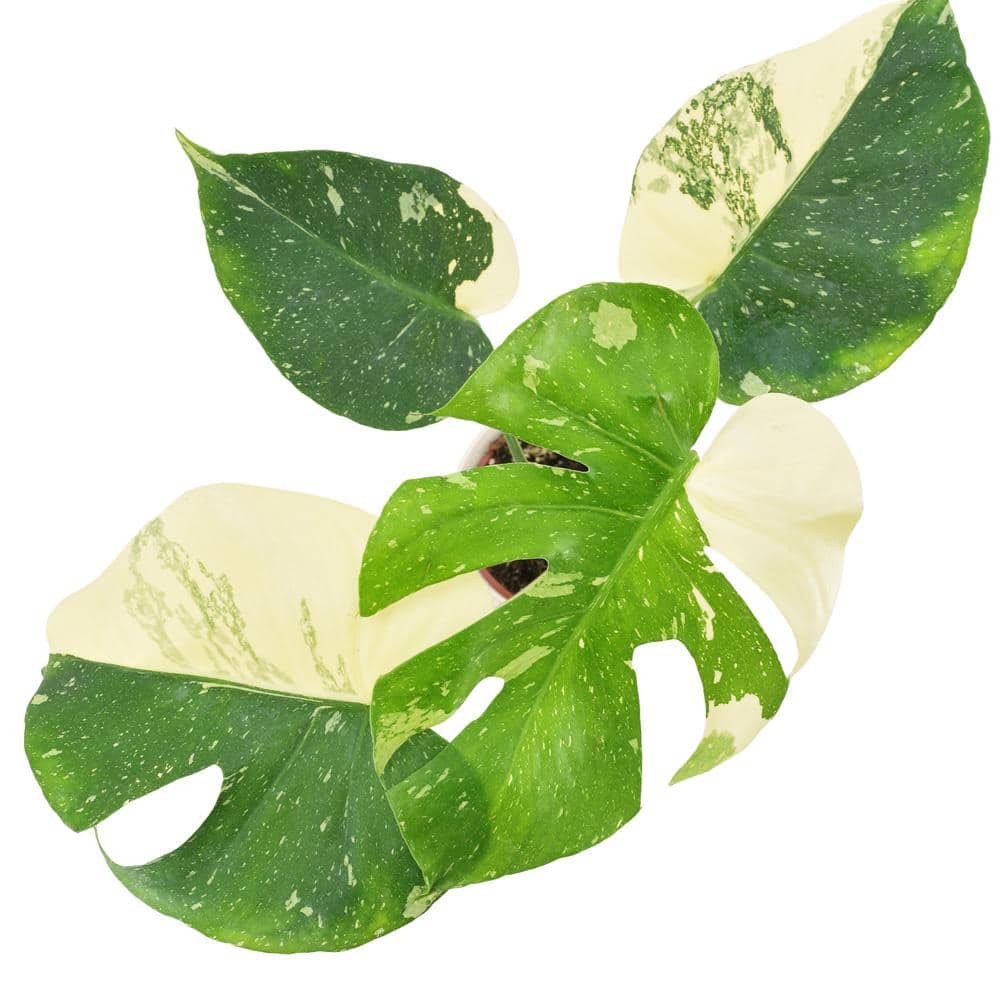 Monstera Thai Constellation in Beige Plastic Planter