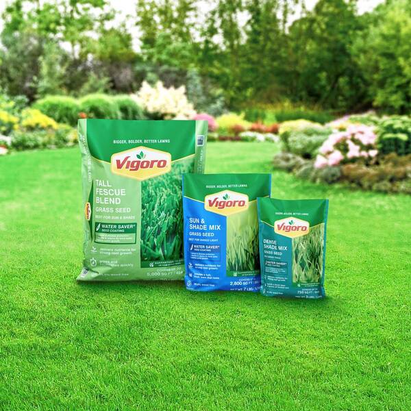 Reviews for Vigoro 3 lbs. Dense Shade Grass Seed Mix with Water Saver Seed  Coating | Pg 1 - The Home Depot