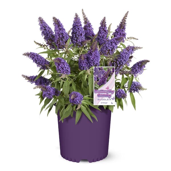 BUTTERFLY CANDY 1.5 Gal. Lil' Raspberry Butterfly Bush (Buddleia