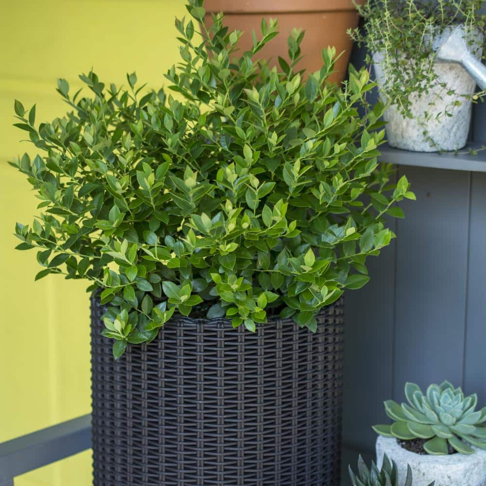 1-Gallon White Blueberry Buckle Plant in Container