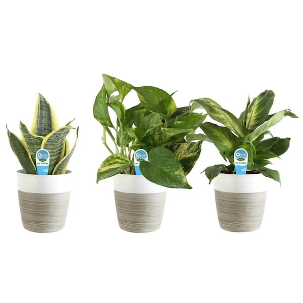 Costa Farms O2 for You Indoor Houseplant Collection in 4 in. Decor Pot, Avg. Shipping Height 10 in. Tall (3-Pack)