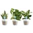 https://images.thdstatic.com/productImages/4ae985a3-46e3-4db9-b3f9-af909835fb5c/svn/costa-farms-house-plants-co-o2fubam-64_65.jpg