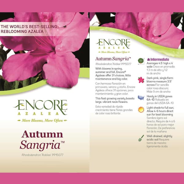 ENCORE AZALEA 2 Gal. Autumn Sangria Shrub with Pink Flowers