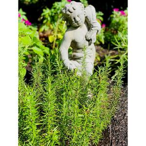 2.5 Qt. Tuscan Blue Rosemary Plant (Rosmarinus Officinalis) in Grower's Pot (2-Packs)