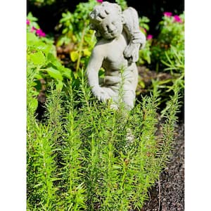1.5 Qt. Herb Plant Tuscan Rosemary in 6 In. Deco Pot (2-Plants)